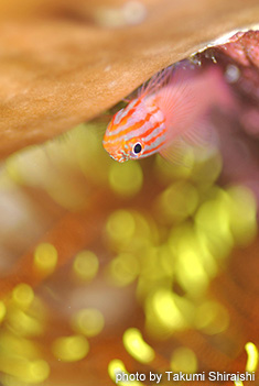 ストライプヘッドドワーフゴビー