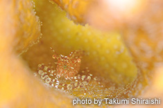 サビヤドリエビ属の一種