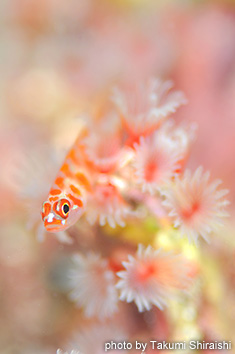 キャンディケインドワーフゴビー