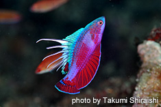 ラインスポットフラッシャーラス♂