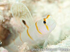 ニチリンダテハゼ