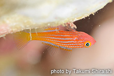 ベニハゼ属一種