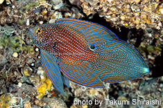 シモフリタナバタウオ