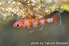 ドウクツシマベニハゼ