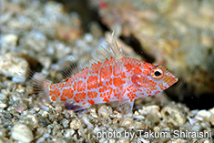 レッドブロッチドパーチレット