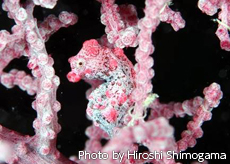 ピグミーシーホース