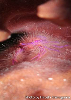 ピンクスクワットロブスター