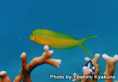 カナリーブレニー フィジー名:Laulau bassoga