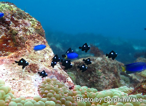 ミツボシクロスズメダイyg