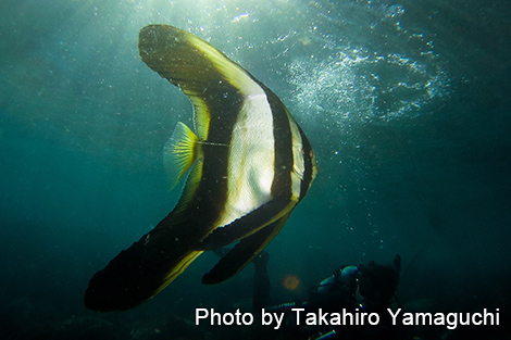 ミカヅキツバメウオ
