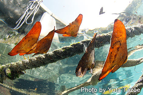 ナンヨウツバメウオ