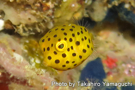 ミナミハコフグ