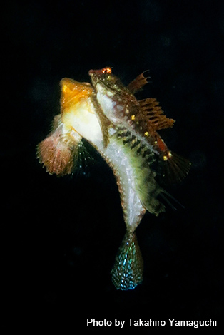 ミナミハコフグ