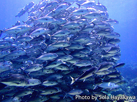ギンガメアジの群れ