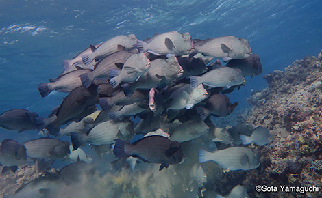 カンムリブダイ