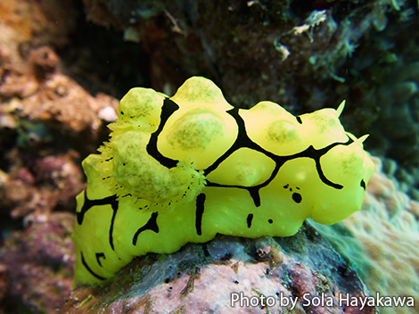 トラフウミウシ