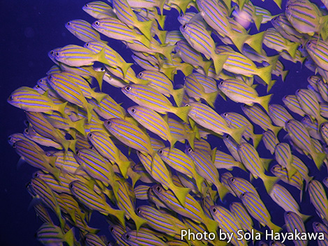 ヨスジフエダイ