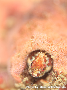 イワアナコケギンポ