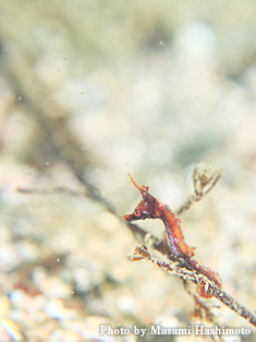 タツノオトシゴ