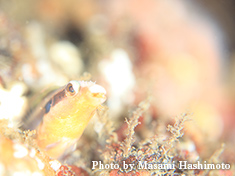 フタホシニジギンポ