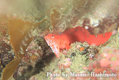 コモンイトギンポ