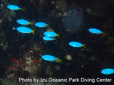 ソラスズメダイ