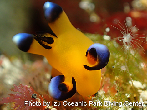 ウデフリツノザヤウミウシ