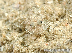 ヒゲモジャハゼ