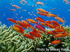 アカネハナゴイの群れ