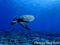 アオウミガメ