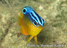 ブルースポットダムゼル