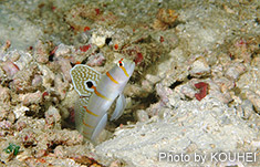 ニチリンダテハゼ