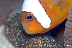 トウアカクマノミ