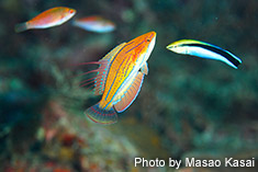 クジャクベラのディスプレイ