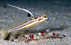 コトブキテッポウエビと共生するヤシャハゼやヤノダテハゼ