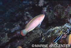 ベニヒレイトヒキベラ