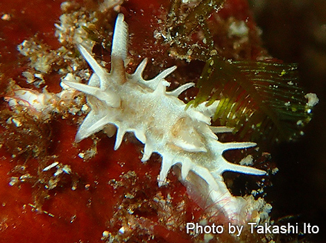 イバラウミウシの仲間