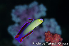 Nemateleotris exquisita