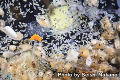 浮遊系生物 ウミホタルなど