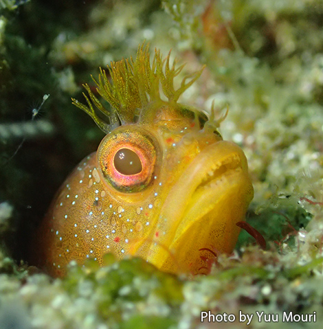 トウシマコケギンポ