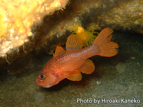 アカネテンジクダイ