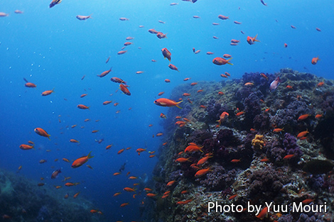 キンギョハナダイ