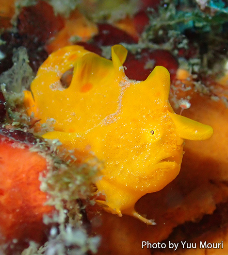 ベニカエルアンコウ