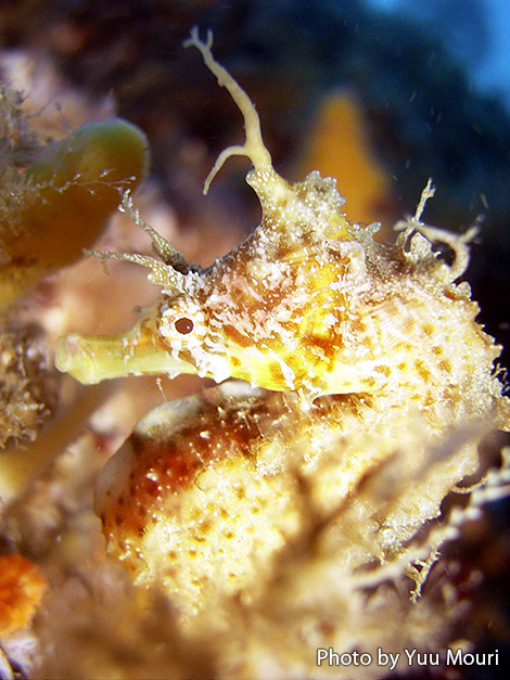 タツノオトシゴ