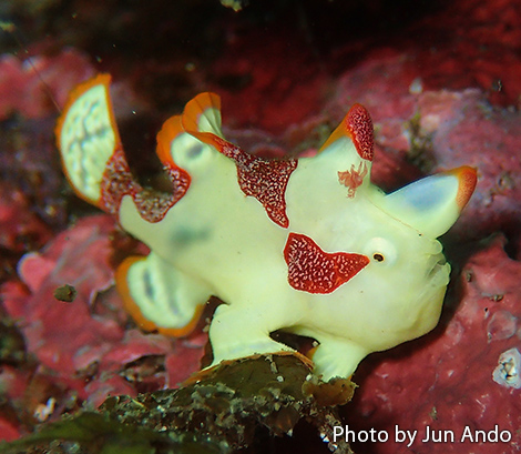 イロカエルアンコウ