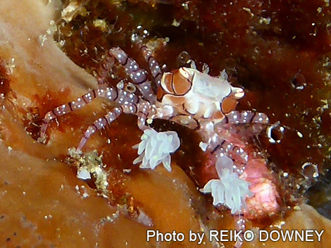 キンチャクガニ