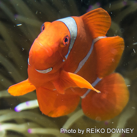 スパインチークアネモネフィッシュ