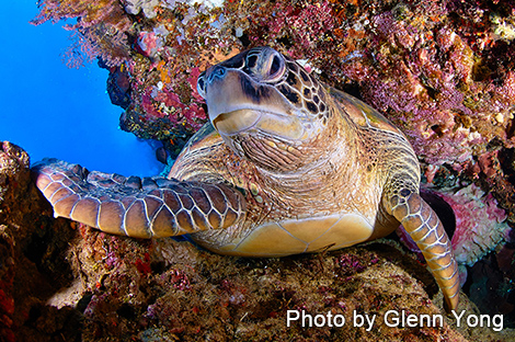 アオウミガメ