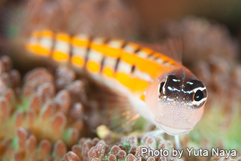 クラウンブレニー