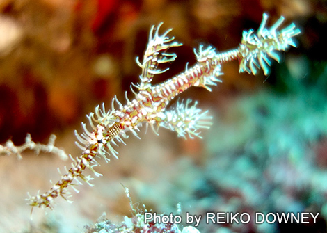 ゴーストパイプフィッシュ(ニシキフウライウオ)